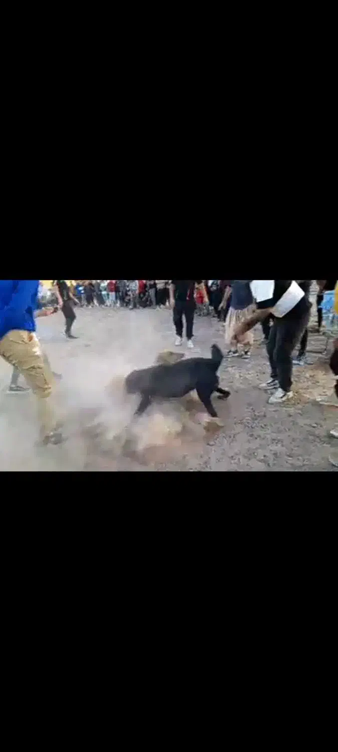 فروشی|سگ|تربت‌حیدریه, ده پائین|دیوار