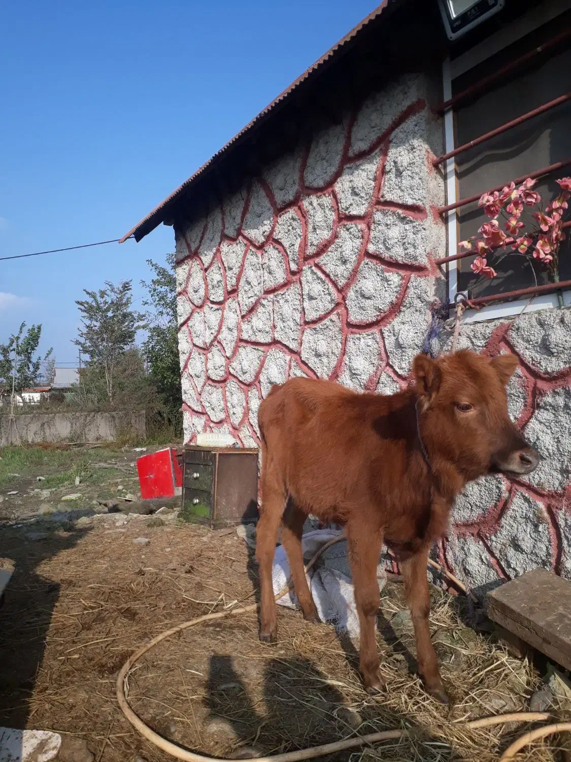 لیشه چالوسی ۷ماهه    گاو ورزا|حیوانات مزرعه|رشت, شهرک صبا|دیوار