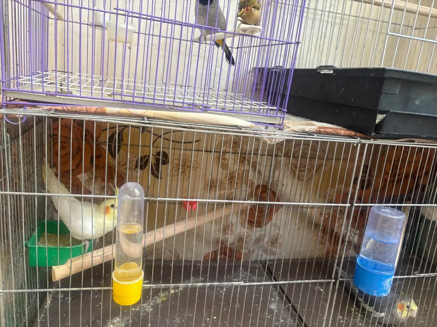 پرنده|پرنده|آبدانان, |دیوار