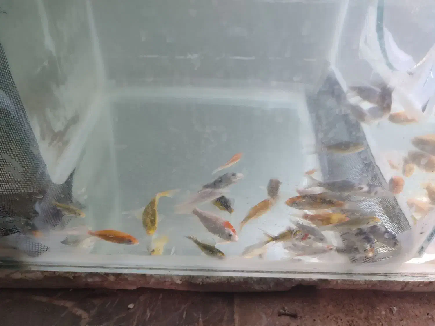 گوپی . زبرا باله بلند و کوی چرم|ماهی|زاهدان, |دیوار