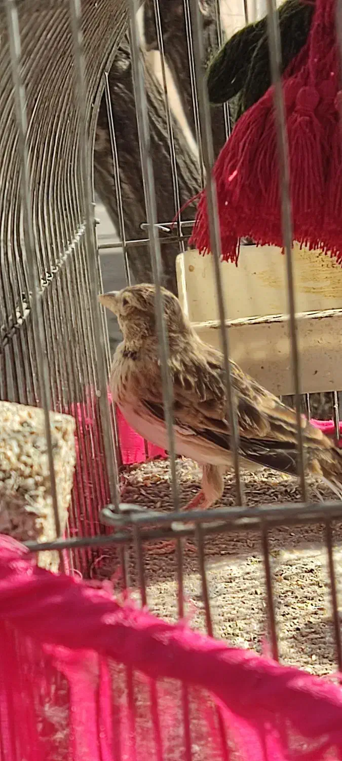 سره خاکی|پرنده|شهر ری, اقدسیه|دیوار