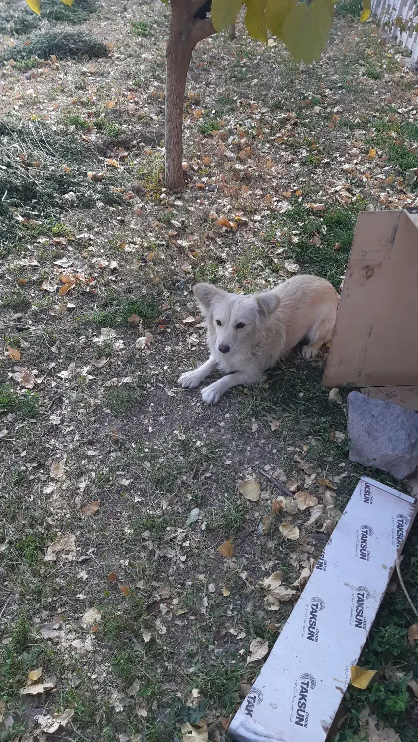 سگ پاکوتاه|سگ|زنجان, |دیوار