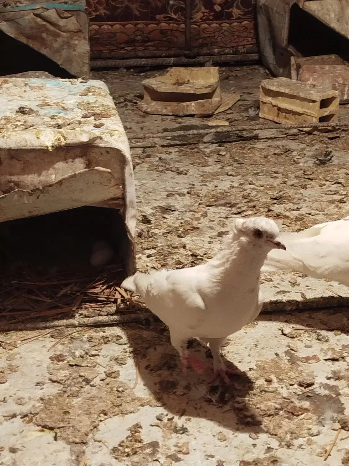 کبوتر|پرنده|بم, |دیوار