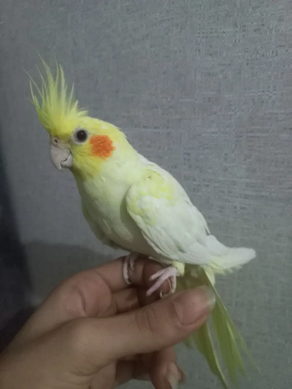 عروس هلندی نر نیمه رام|پرنده|بندرعباس, |دیوار