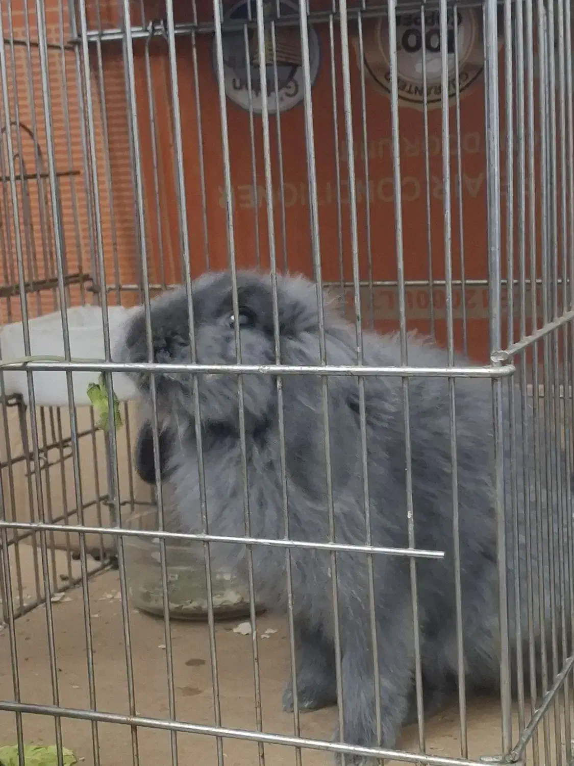 بامزی خرگوش بازیگوش|موش و خرگوش|قدس, شهرقدس|دیوار