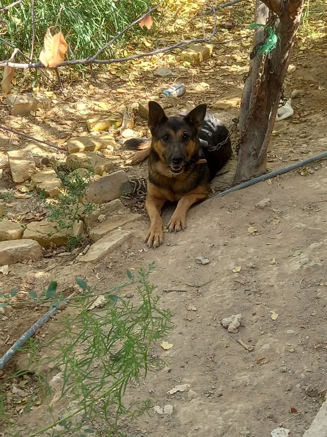 سگ ژرمن ماده|سگ|خمینی‌شهر, |دیوار