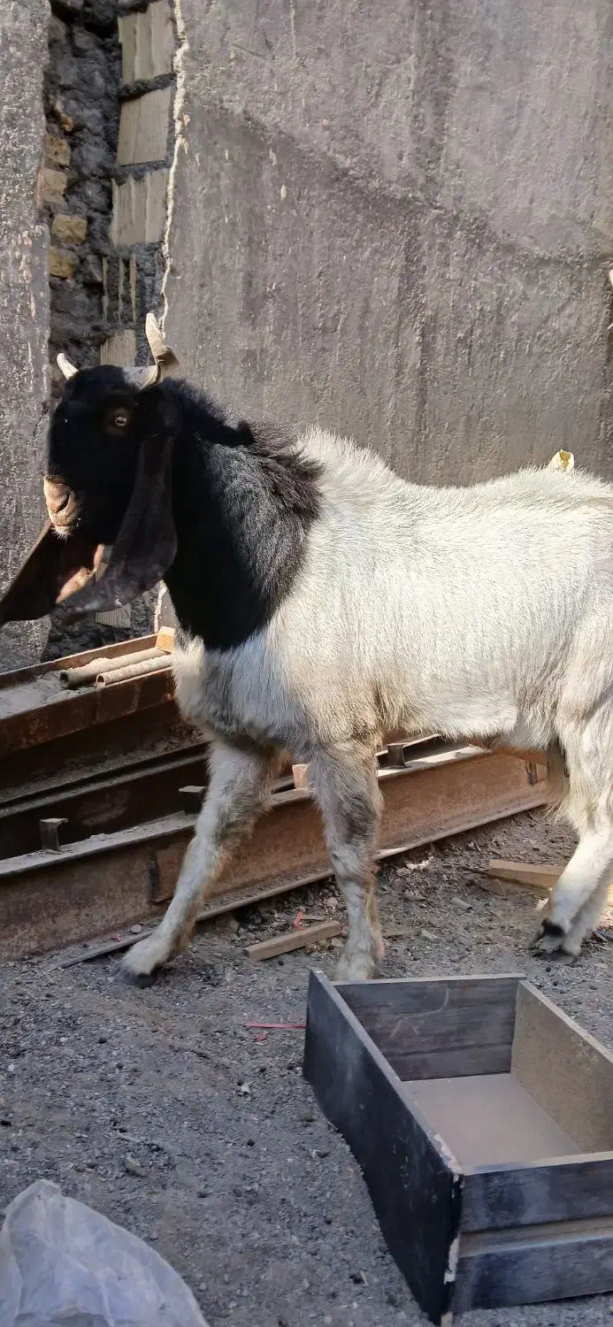 بزونربز|حیوانات مزرعه|مشهد, شیرحصار|دیوار