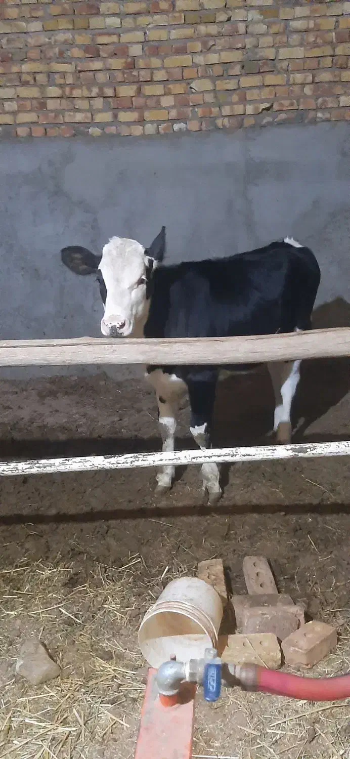 توخت ۷ماهه|حیوانات مزرعه|مشکان, |دیوار