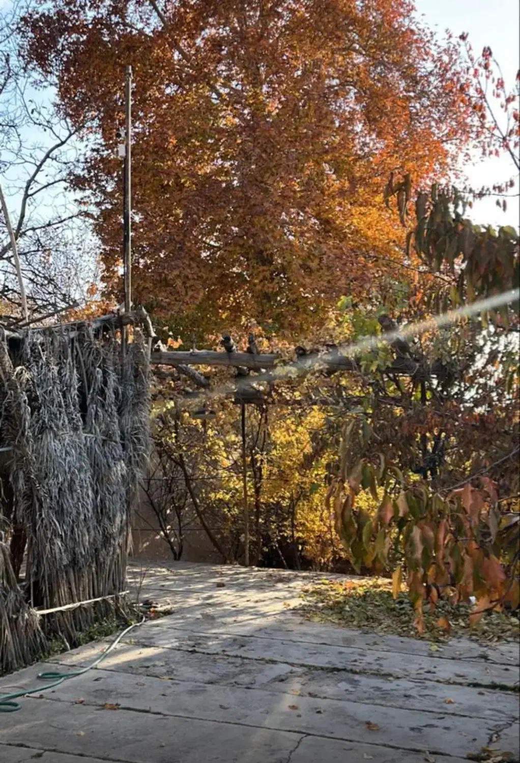 اجاره خونه باغ|اجارهٔ کوتاه‌مدت ویلا و باغ|ماهان, |دیوار