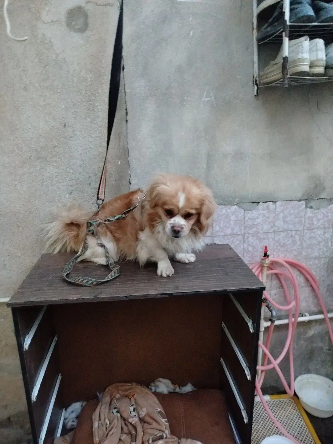 سگ گلدن اشپیتز|سگ|کرمانشاه, |دیوار