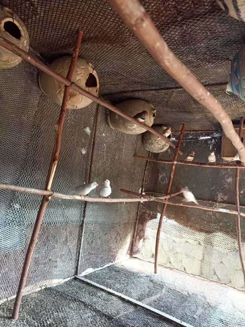 فنچ|پرنده|بندرعباس, |دیوار