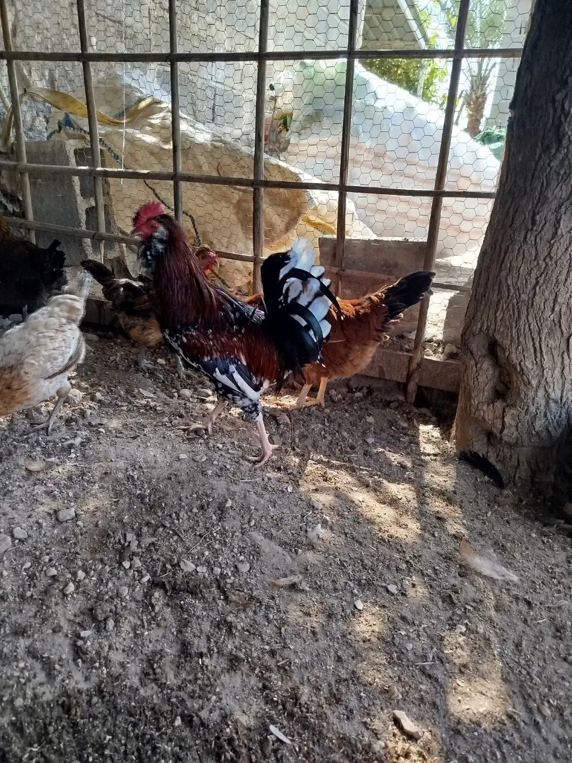 مرغ خروس|حیوانات مزرعه|خمیر, |دیوار