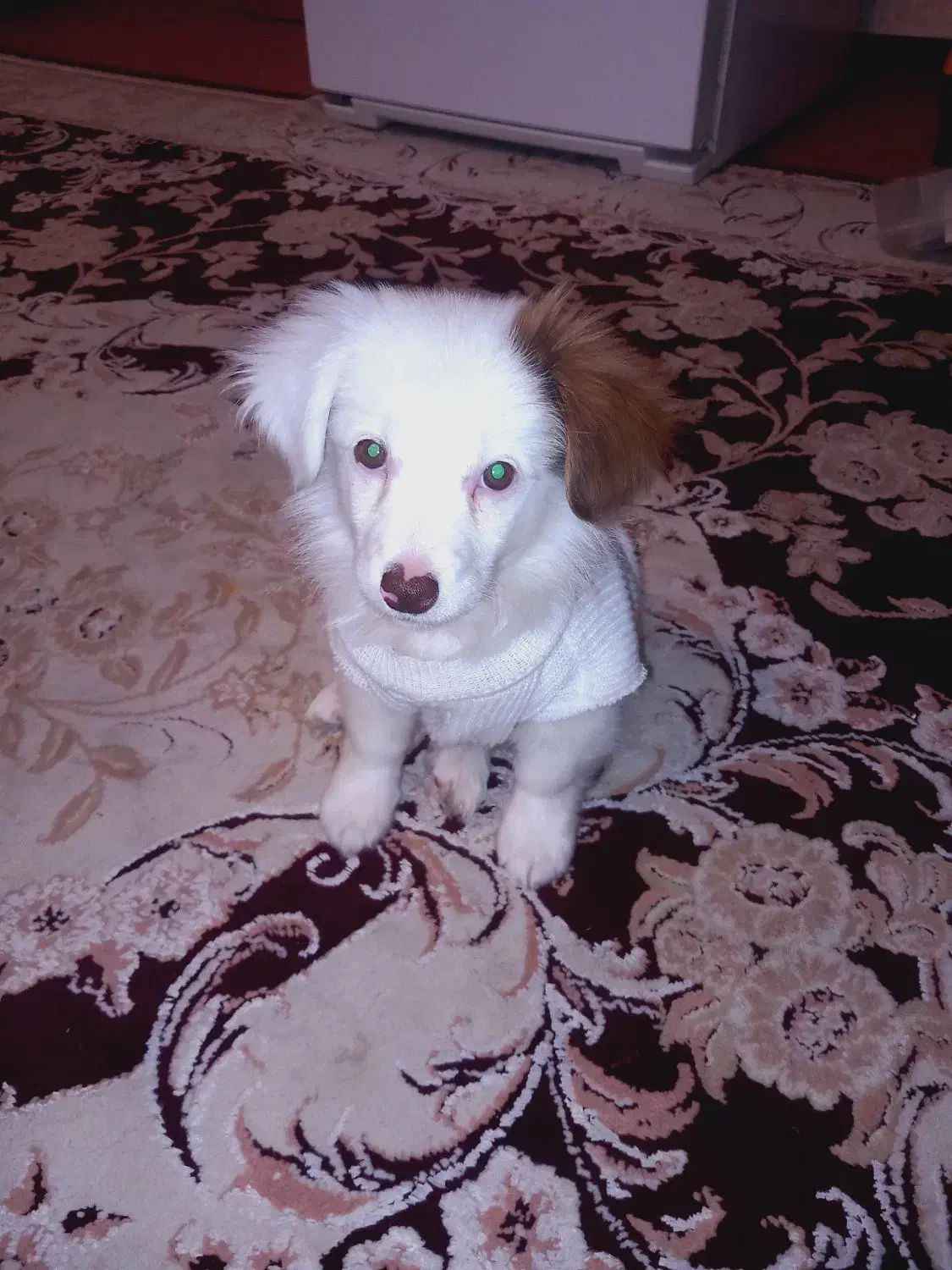 سگ پاپی بازیگوش و خوشکل|سگ|فولادشهر, مسکن مهر فولادشهر|دیوار