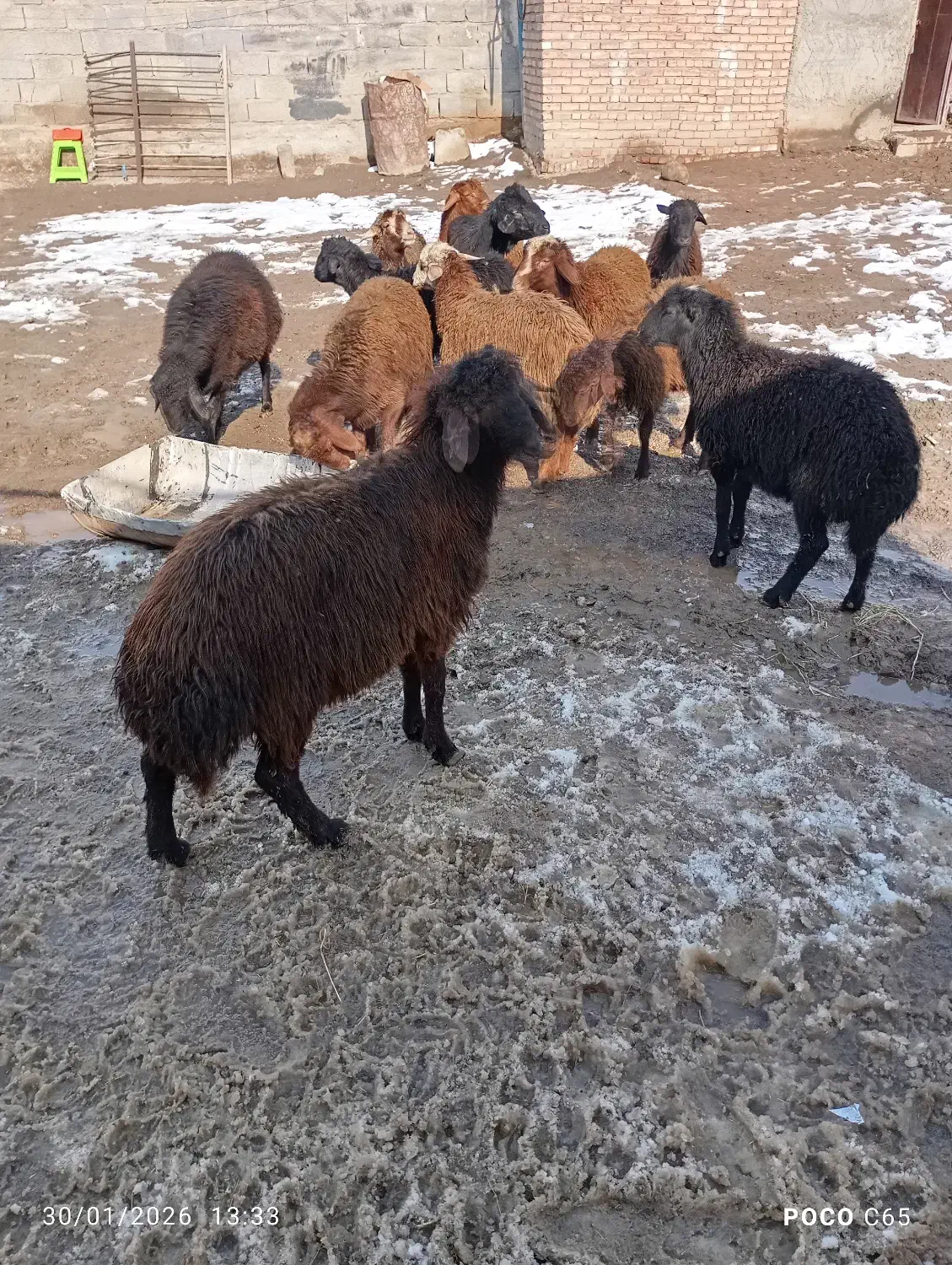 ۱۲راس بره نر قزل|حیوانات مزرعه|مهربان, |دیوار