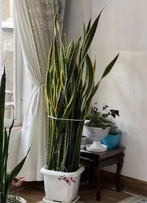 گل سانسوریا|گل و گیاه طبیعی|بانه, |دیوار