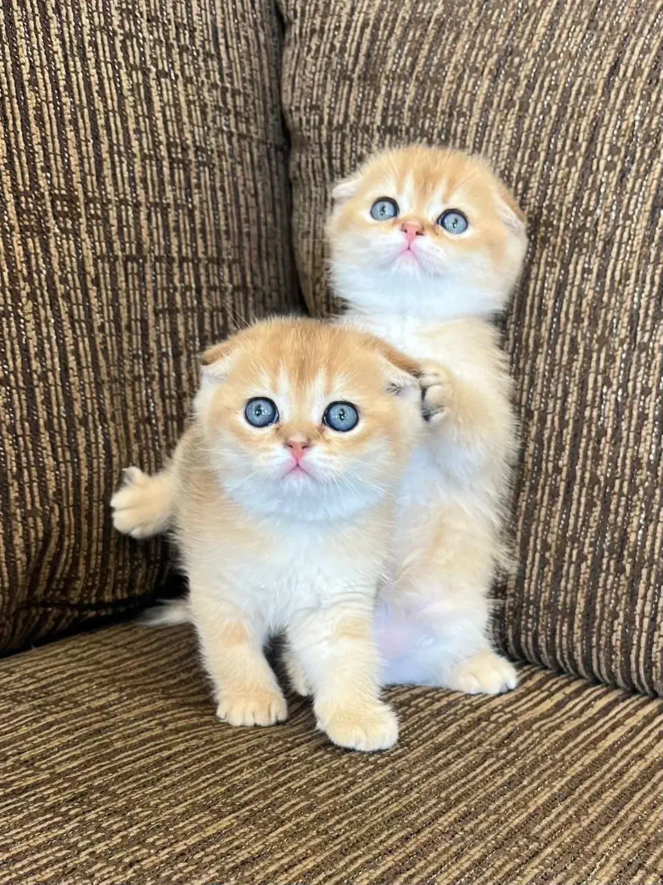 اسکاتیش های فولد گلد|گربه|شیراز, فرهنگ شهر|دیوار