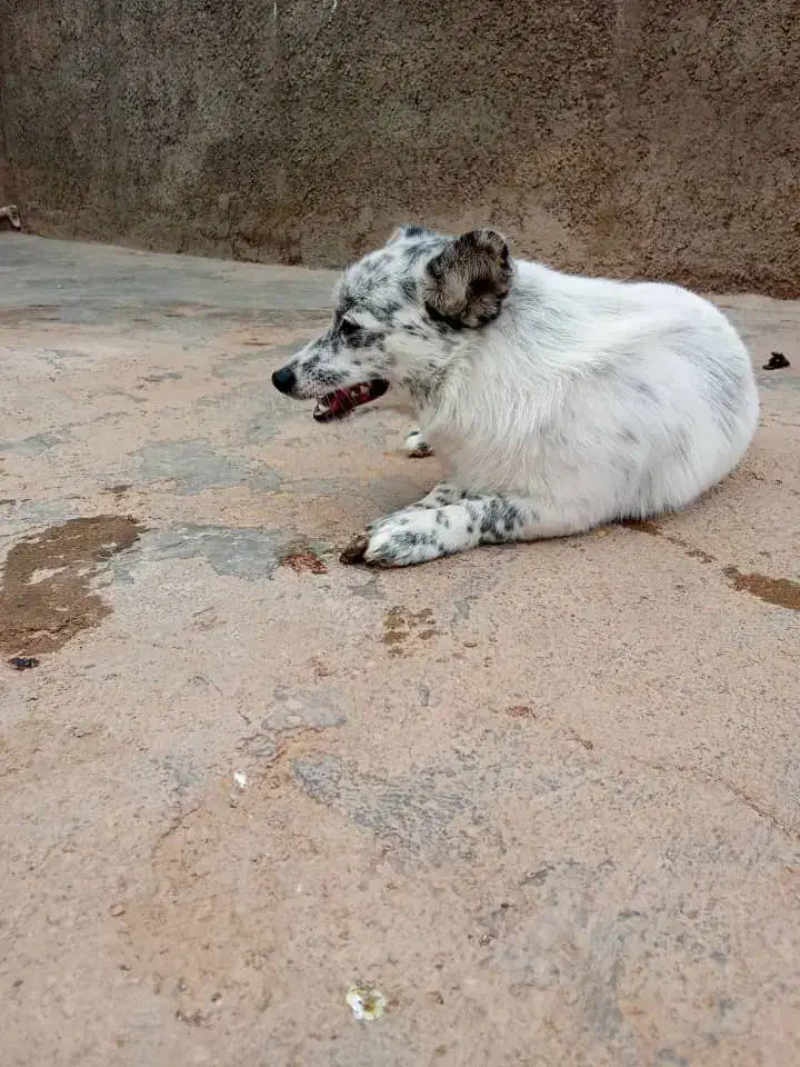 پامرین|سگ|تهران, مختاری|دیوار