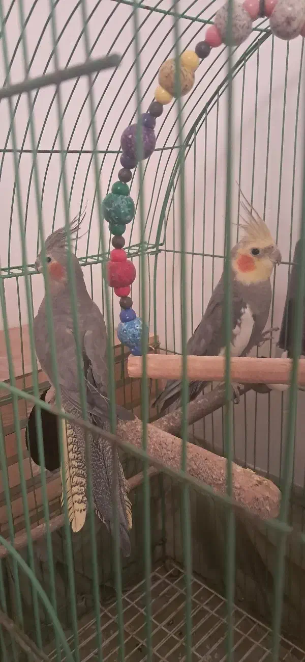 عروس هلندی|پرنده|آستانه اشرفیه, |دیوار