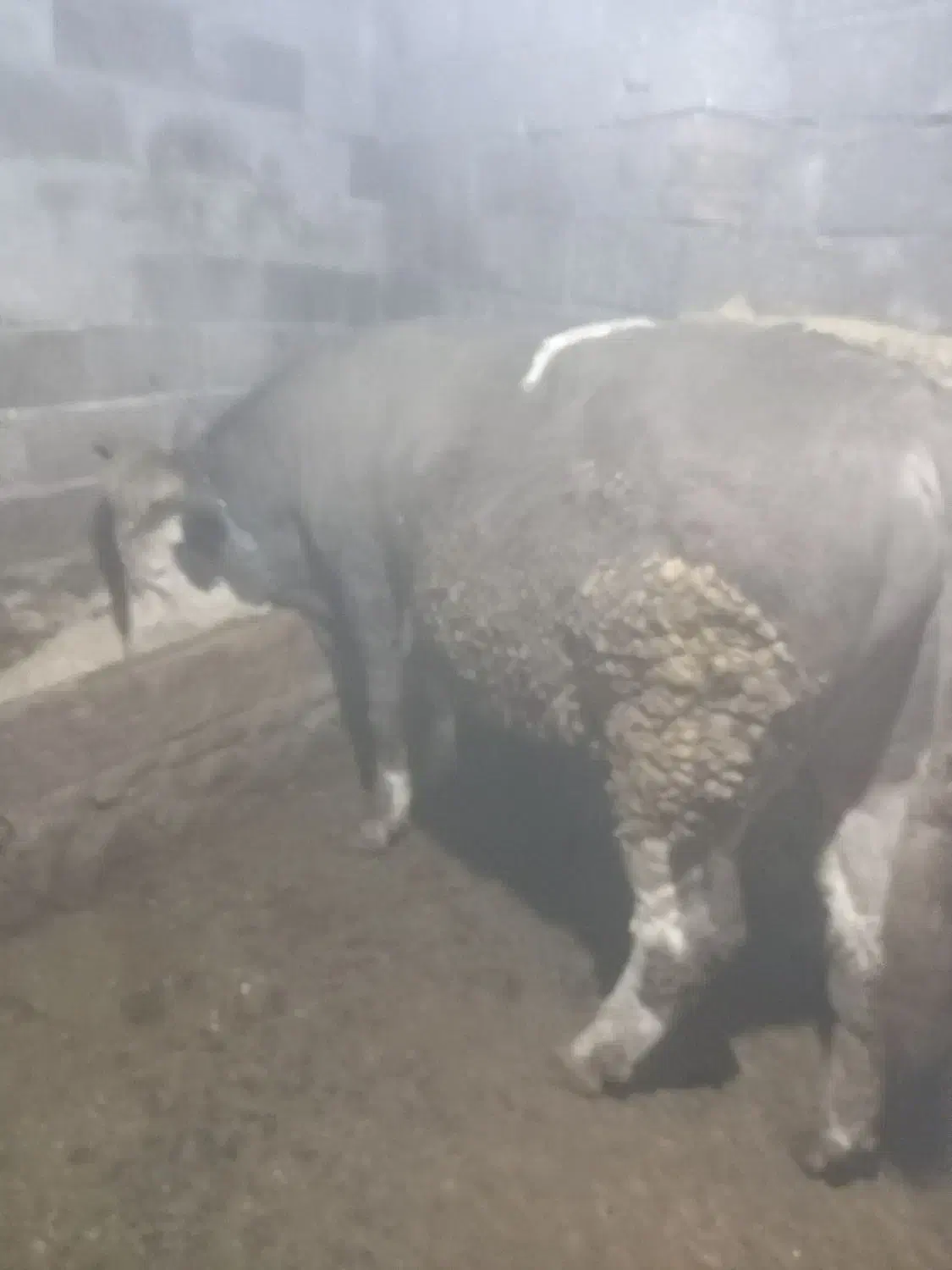 دوراس گاونر|حیوانات مزرعه|جلفا, |دیوار