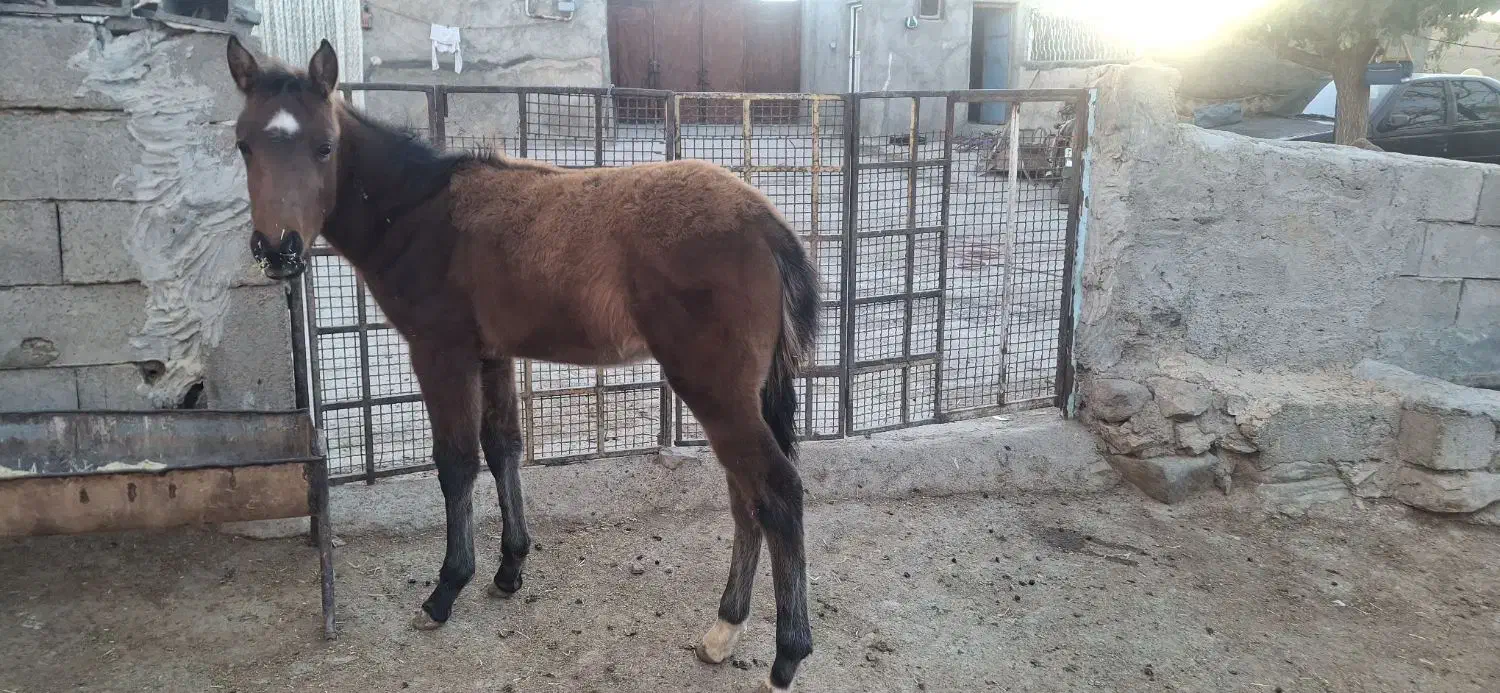 کره|اسب و تجهیزات اسب‌سواری|قوچان, |دیوار