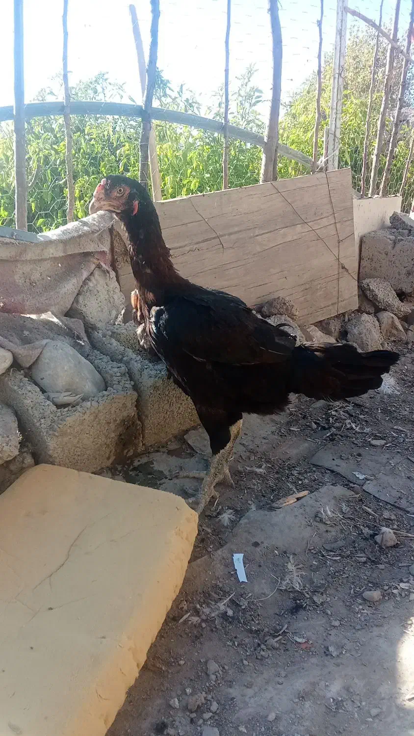 مرغ افغان کلنگی|حیوانات مزرعه|پیرانشهر, |دیوار