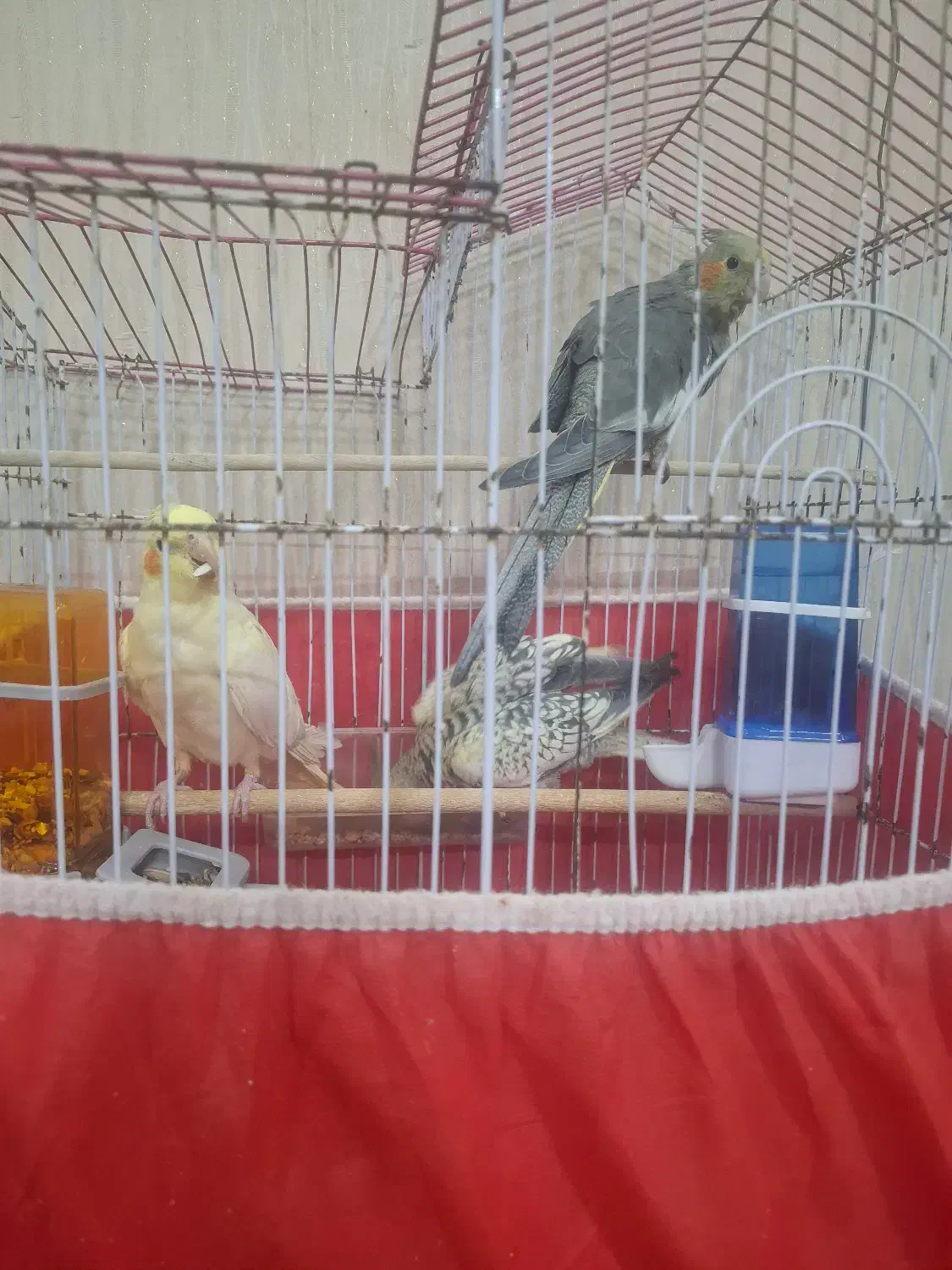 عروس هلندی|پرنده|یزد, |دیوار