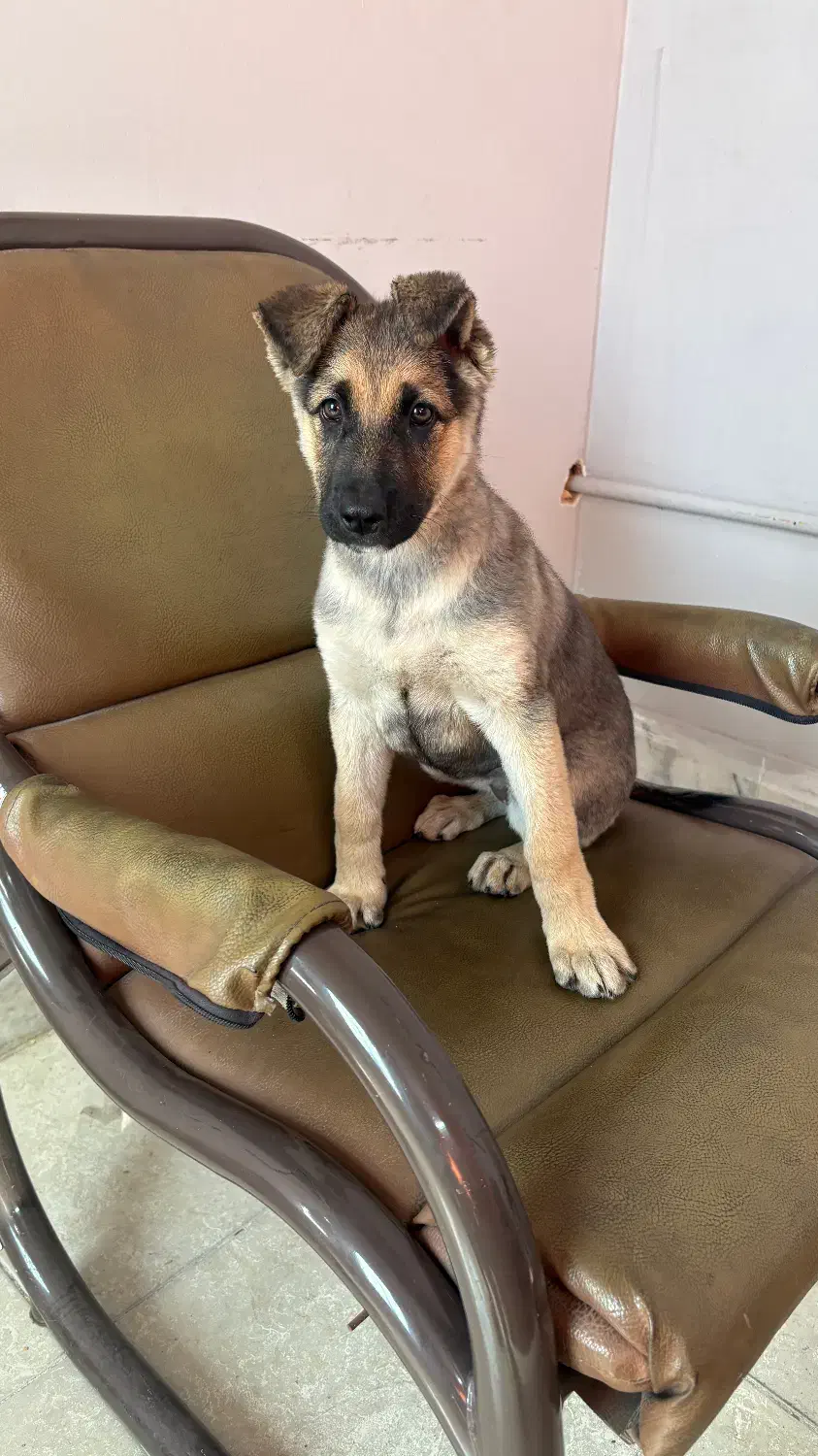 توله 3 ماه ژرمن|سگ|برخوار, |دیوار