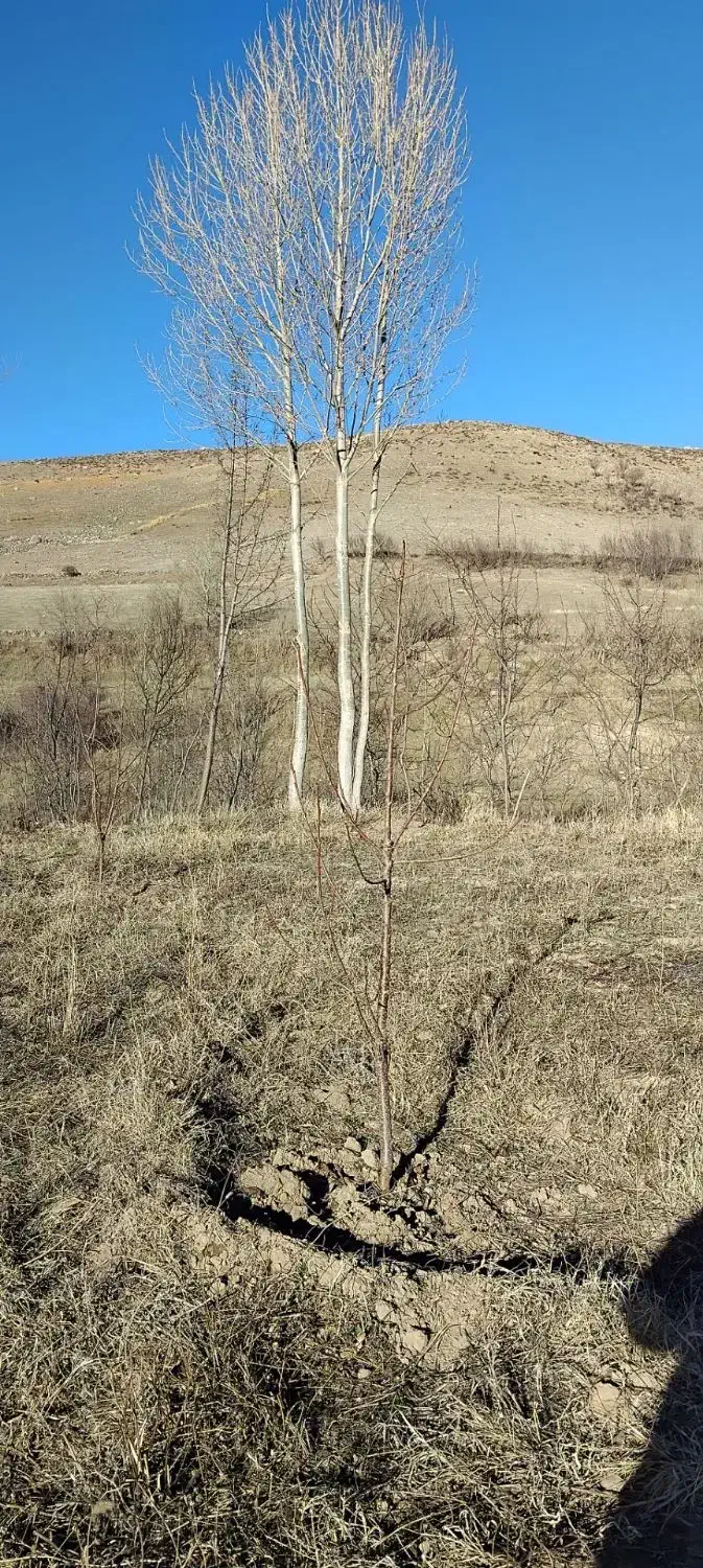 فروش باغ|فروش زمین و ملک کلنگی|مشگین شهر, |دیوار