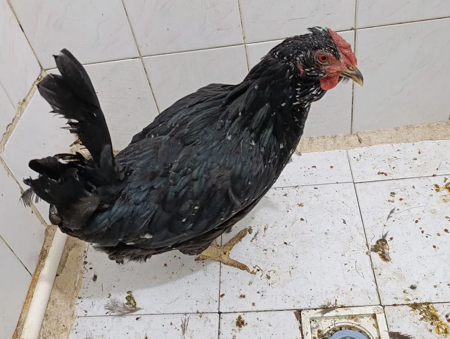 1عدد مرغ کوشین|حیوانات مزرعه|تهران, آهنگران (سراسیاب دولاب)|دیوار