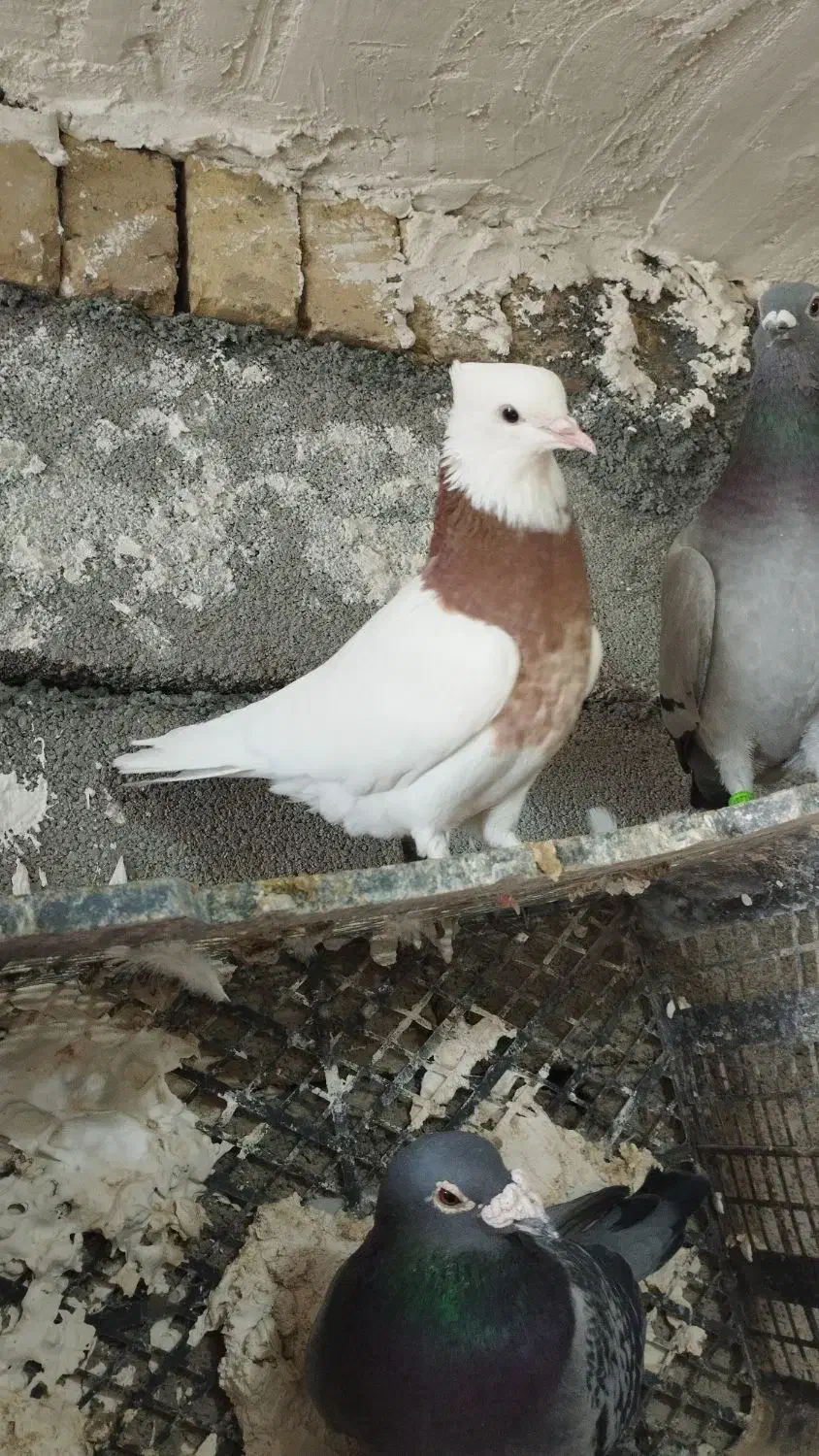 کبوترطوقی|پرنده|کرمانشاه, |دیوار