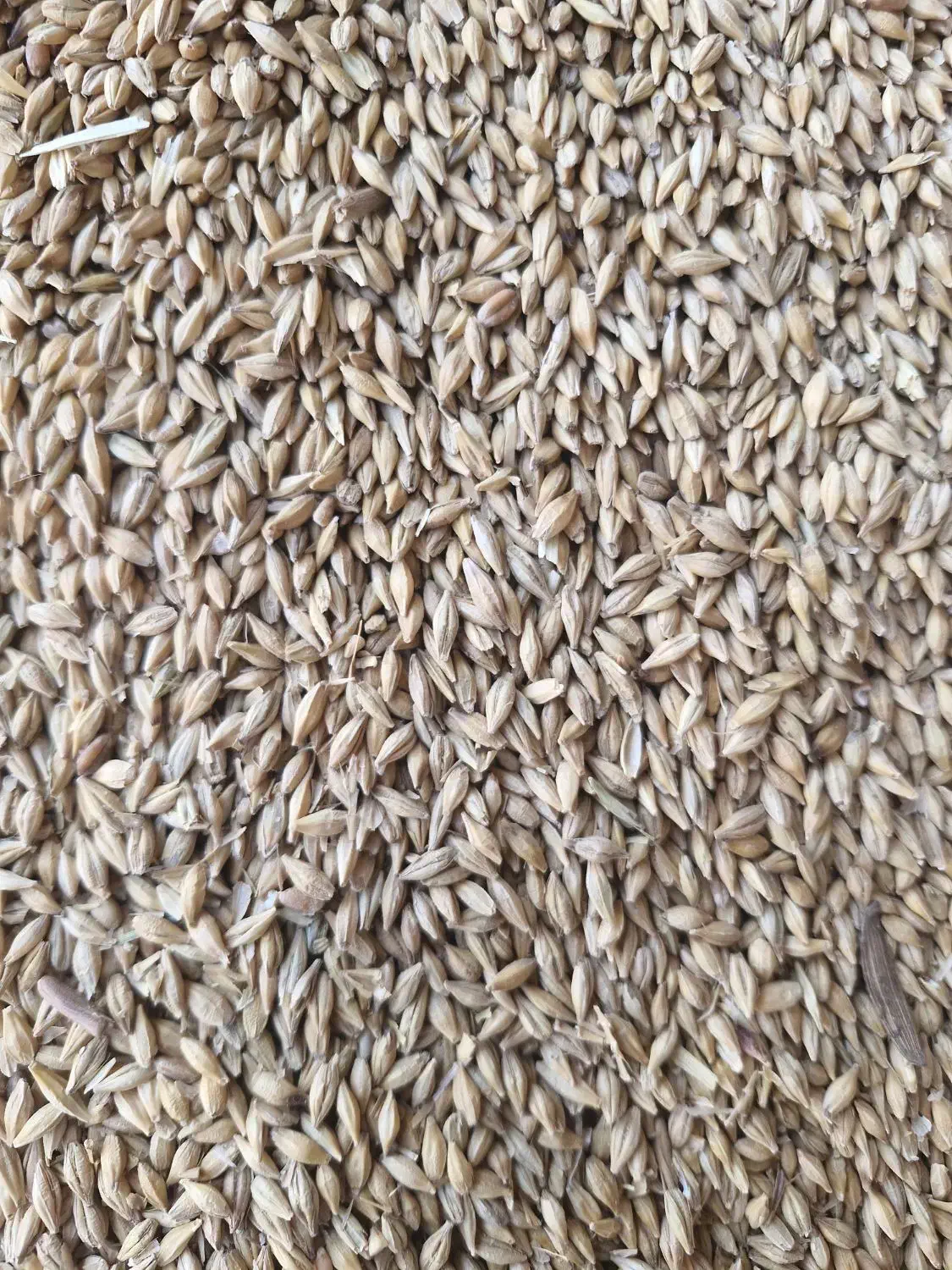 جو خارجی|عمده‌فروشی|آباده, |دیوار