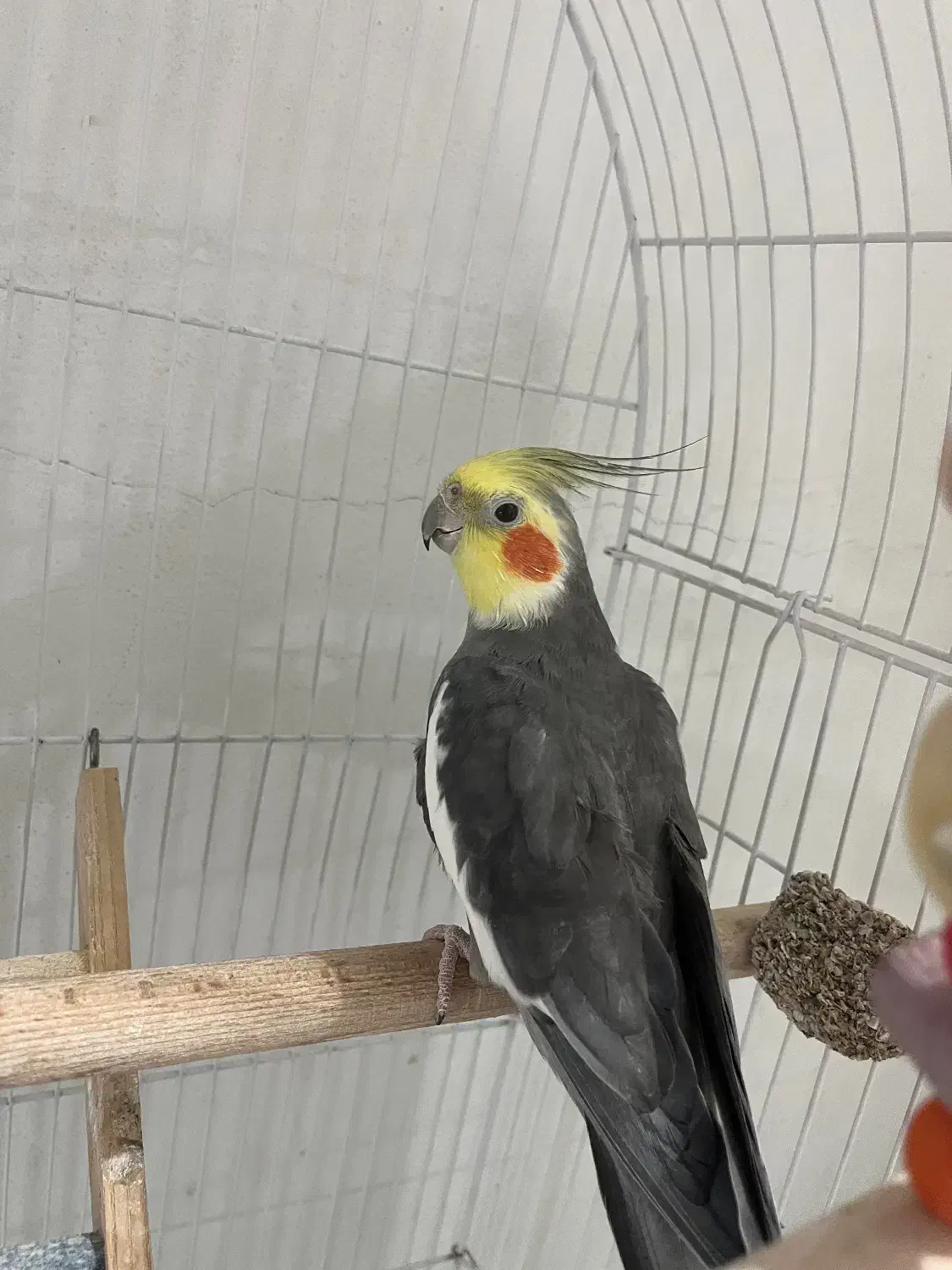 فروش عروس هلندی|پرنده|لاهیجان, قیام|دیوار