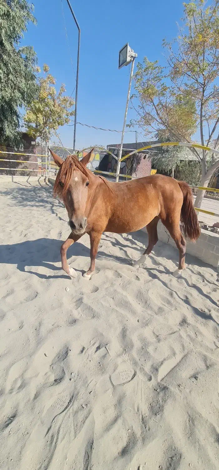 اسب مادیان|اسب و تجهیزات اسبسواری|رباطکریم, پیغمبر|دیوار