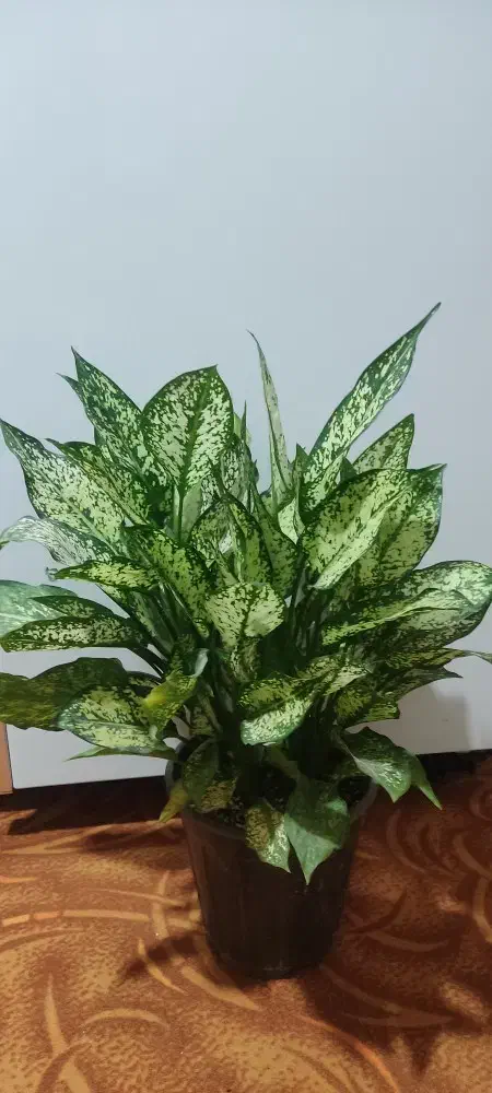 گل و گیاه طبیعی زیبا و سرحال|گل و گیاه طبیعی|زابل, |دیوار