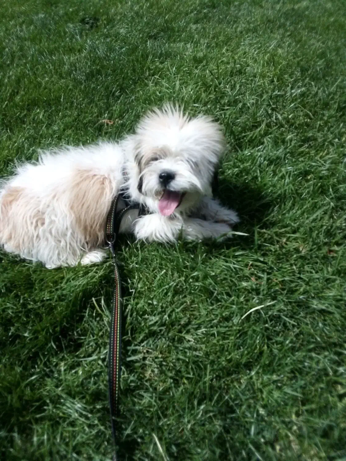 سگه پاکوتاه نر واکسن زده قیمت ۷تومان|سگ|مشهد, عباس‌آباد|دیوار