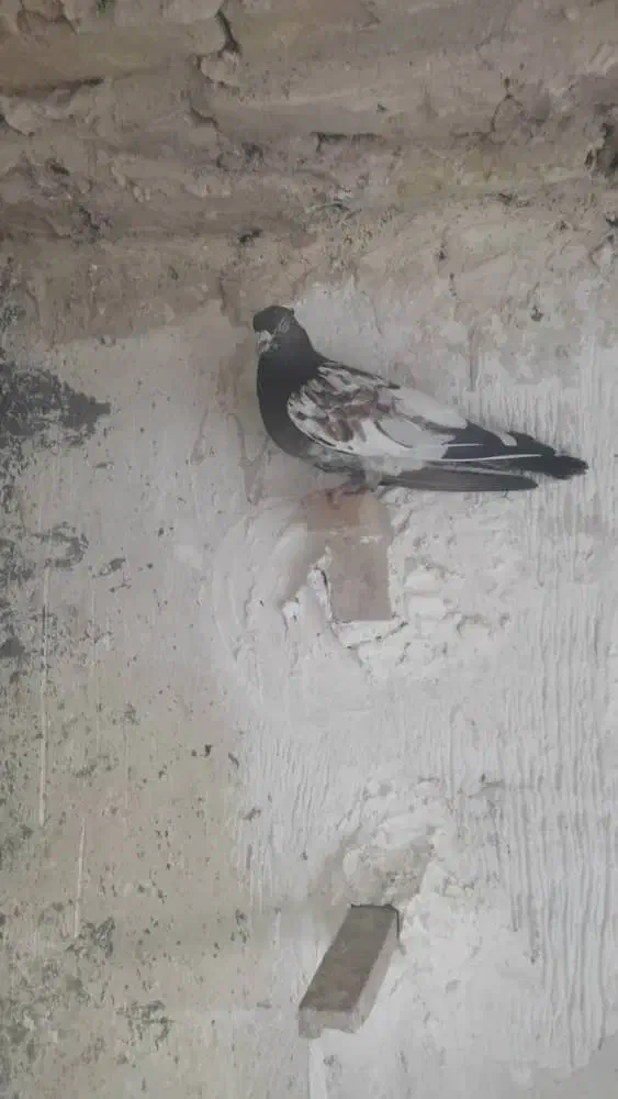 کبوتر|پرنده|شیراز, جرسقان|دیوار
