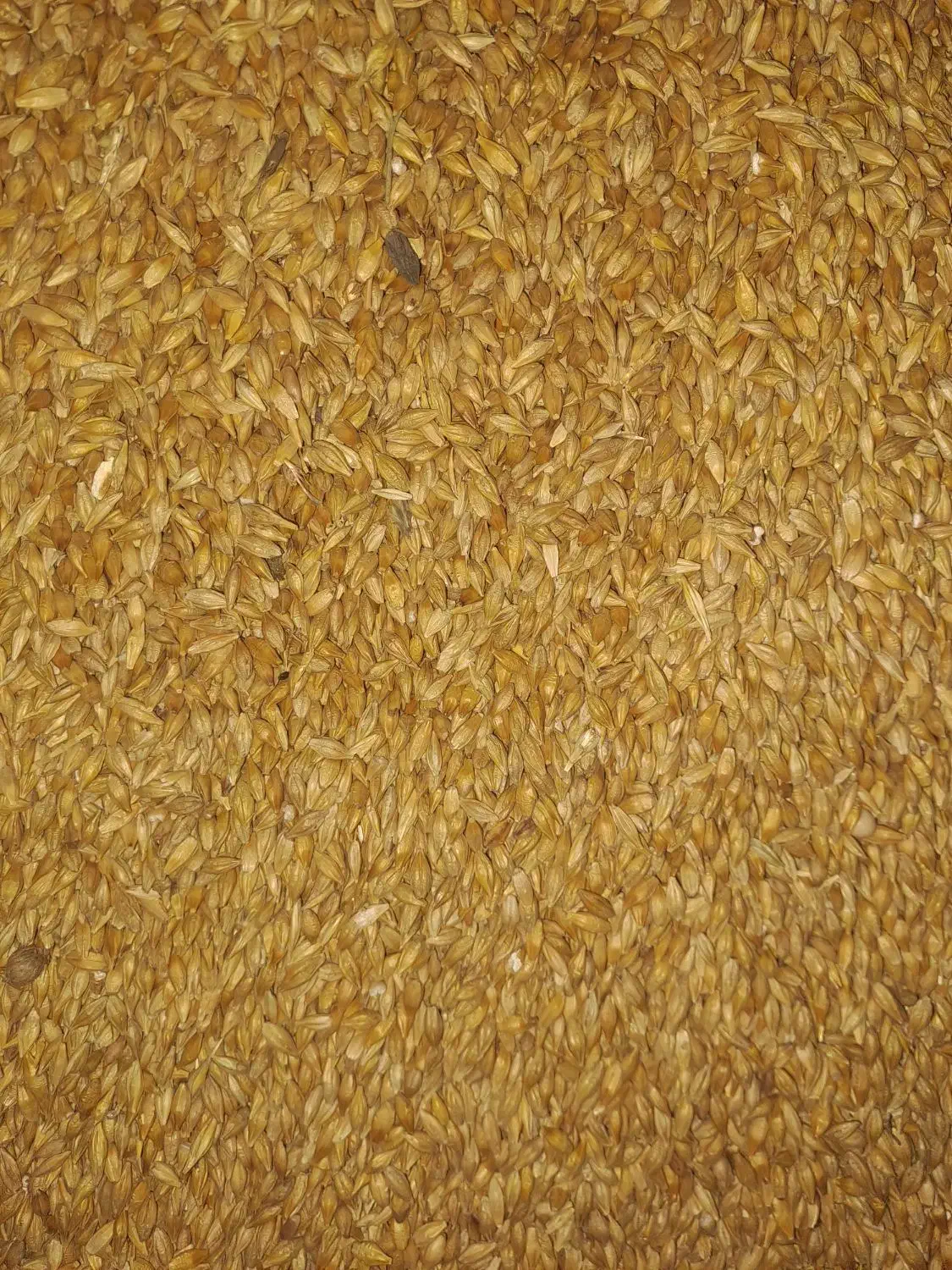 جوی درجه یک|لوازم جانبی حیوانات|دامغان, |دیوار