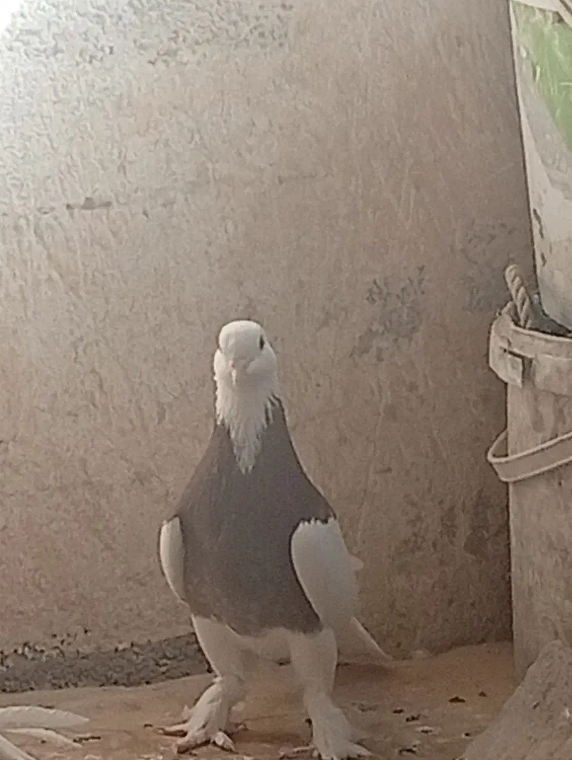 کبوتر طوقی|پرنده|برازجان, |دیوار