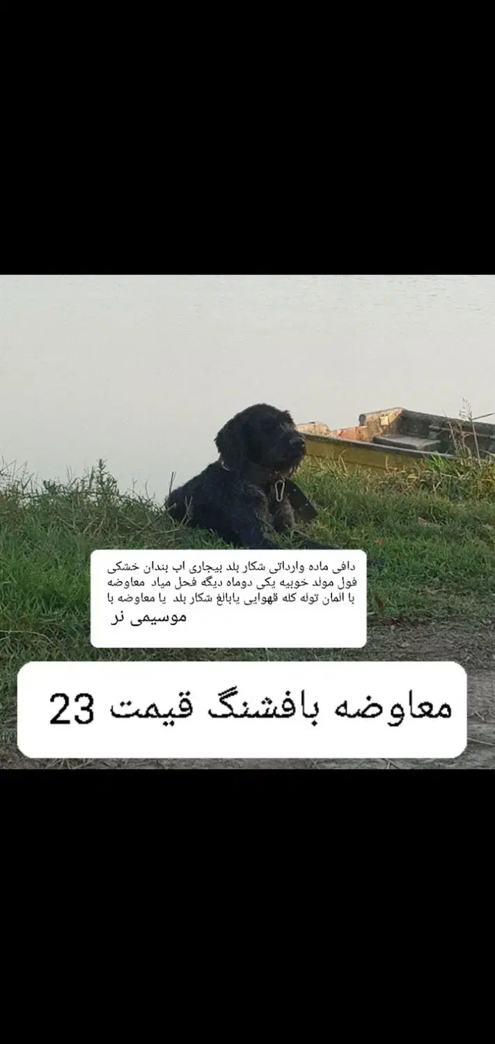 سگ شکاری موسیمی المان|سگ|دابودشت, |دیوار