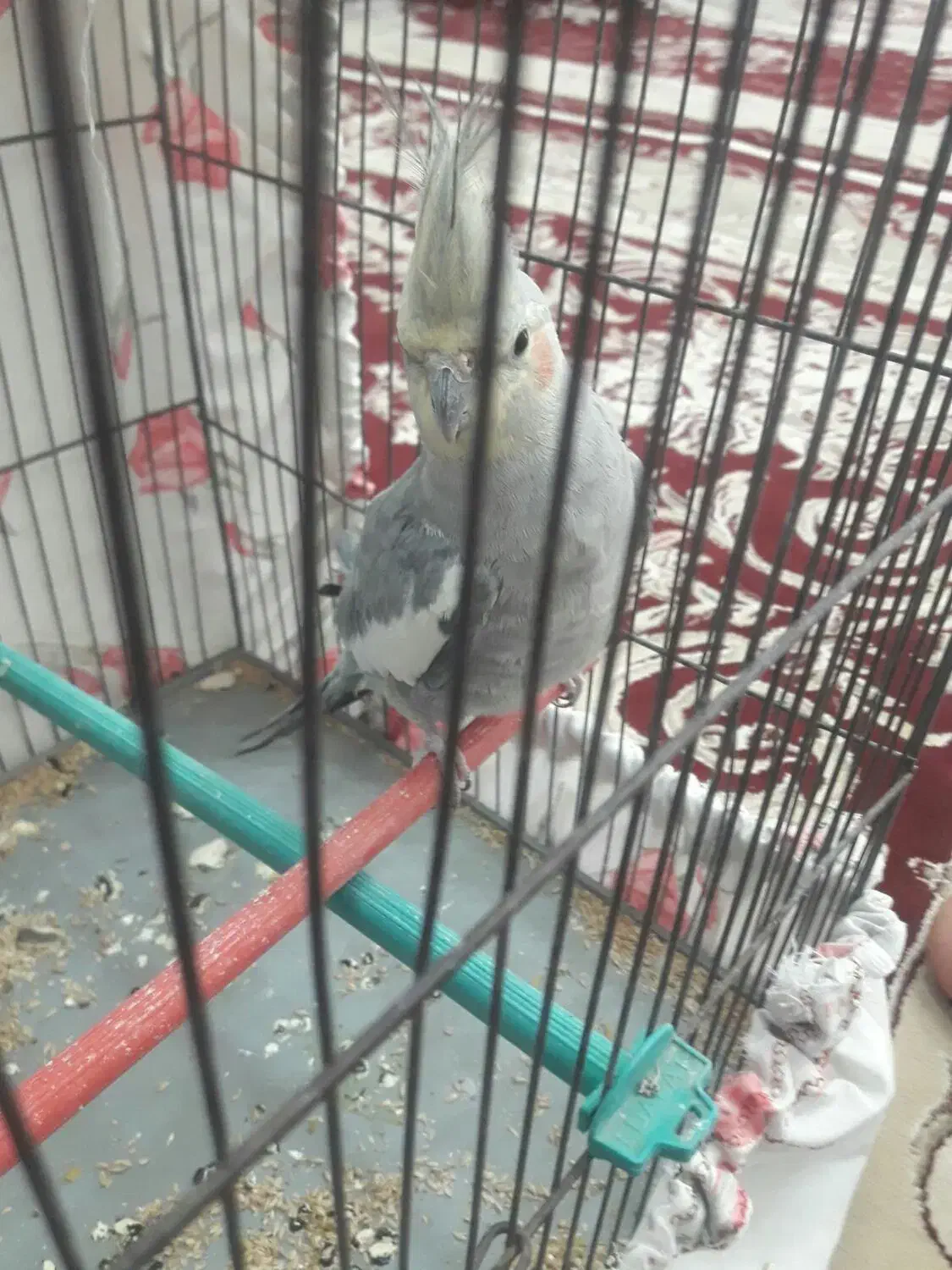 عروس هلندی|پرنده|کبودرآهنگ, |دیوار