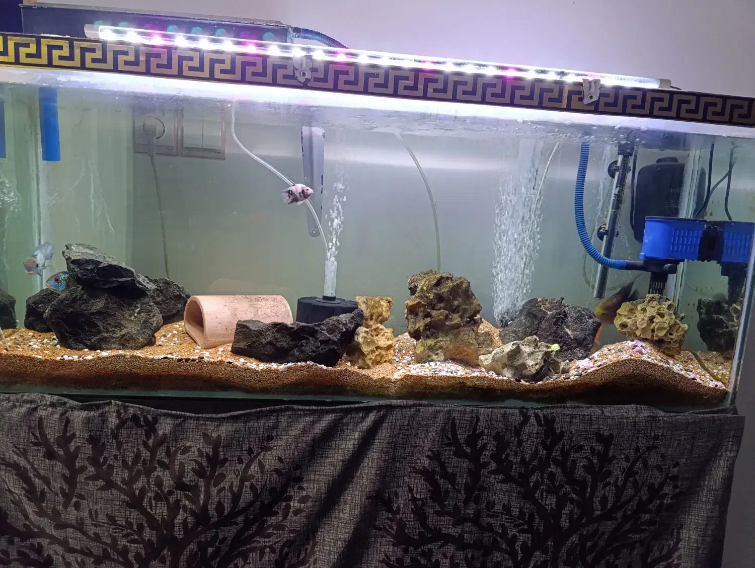 آکواریوم و ماهی|ماهی|رودسر, |دیوار