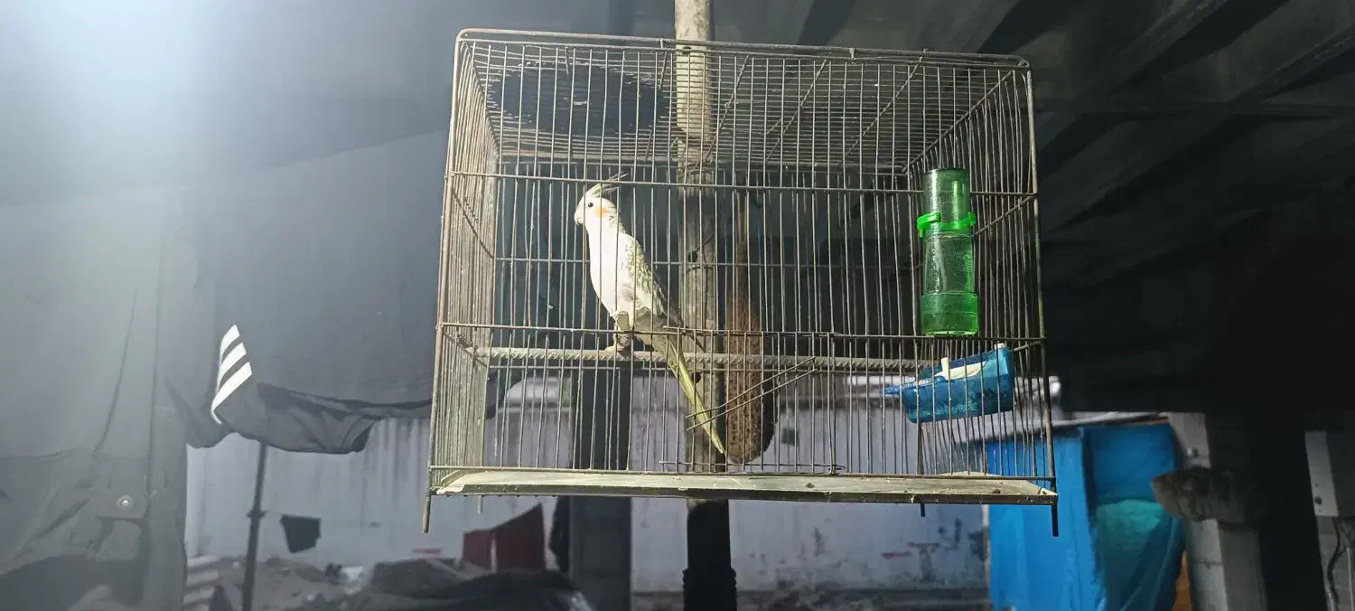 پرنده خانگی|پرنده|مهدی شهر, |دیوار