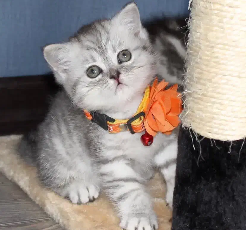 بچه گربه بریتیش شورت هیر|گربه|ساری, |دیوار