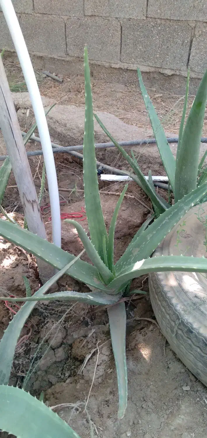 آلورا|گل و گیاه طبیعی|آبادان, |دیوار