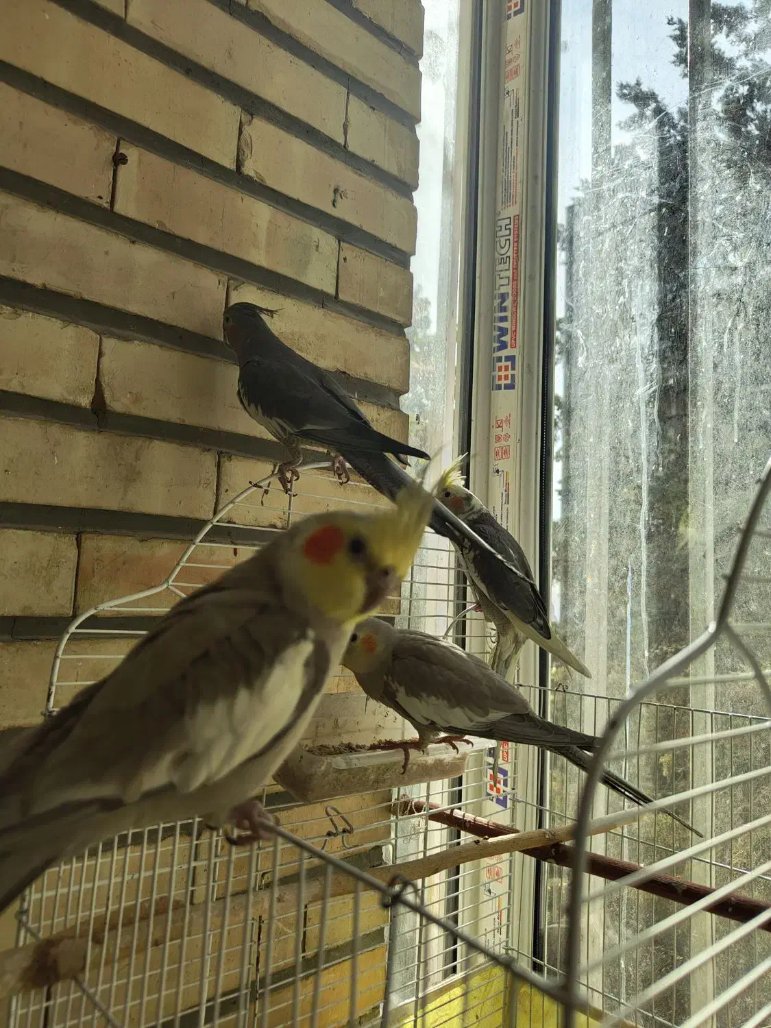 عروس هلندی|پرنده|تهران, شهرک محلاتی|دیوار