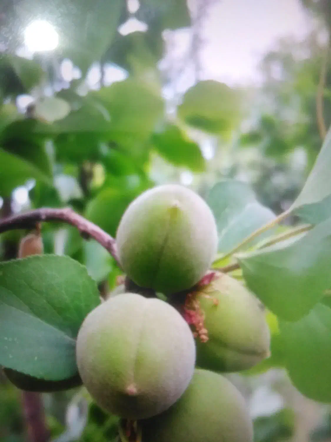 نهالستان محسن اکبری درخت کاج|خدمات باغبانی و درختکاری|مشهد, سیسآباد|دیوار