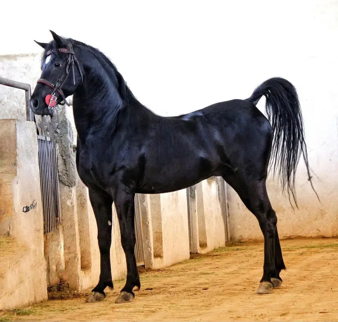 کره مادیان|اسب و تجهیزات اسب‌سواری|ایلام, |دیوار