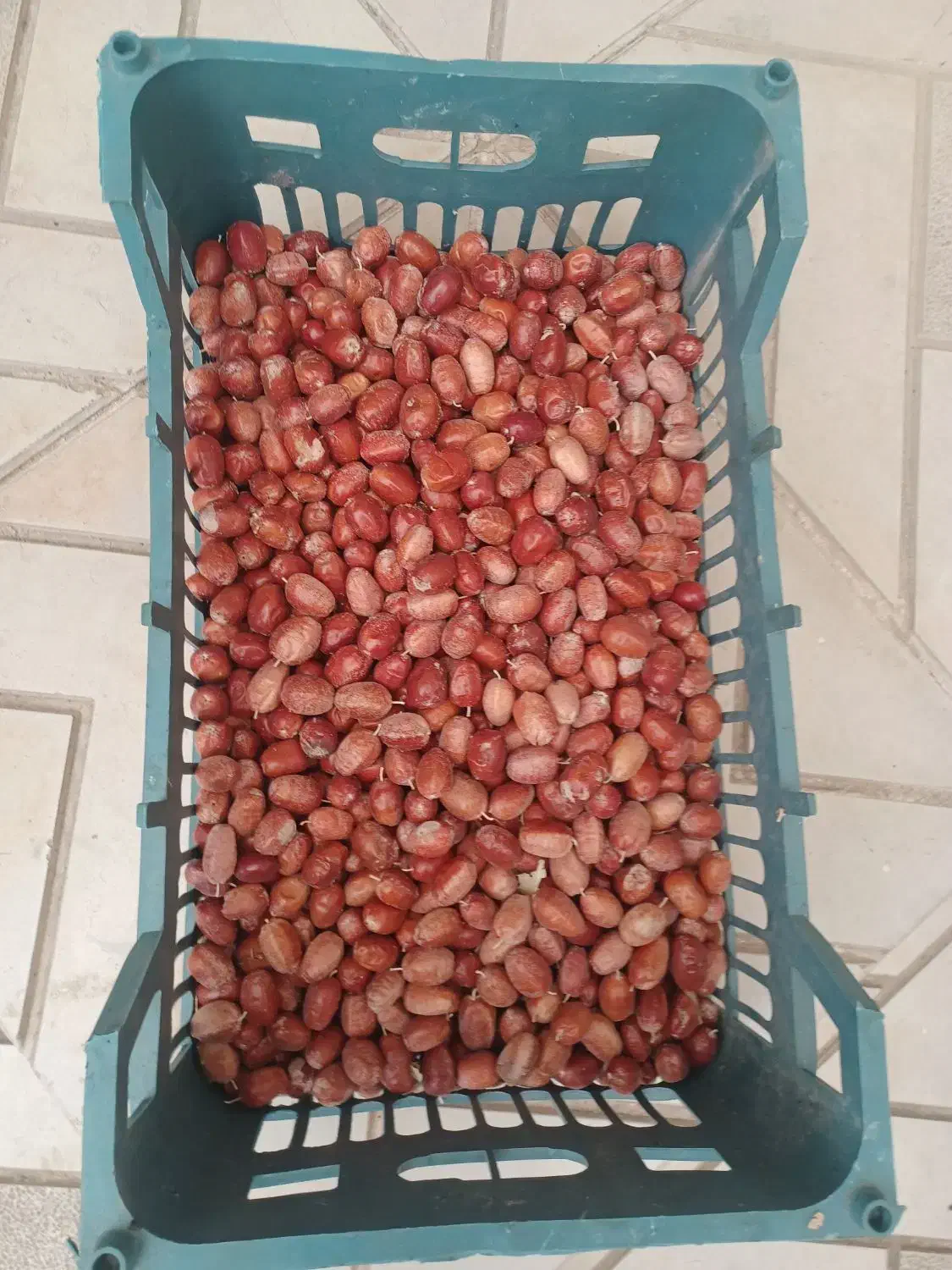 سنجد|عمده‌فروشی|خرمدره, |دیوار