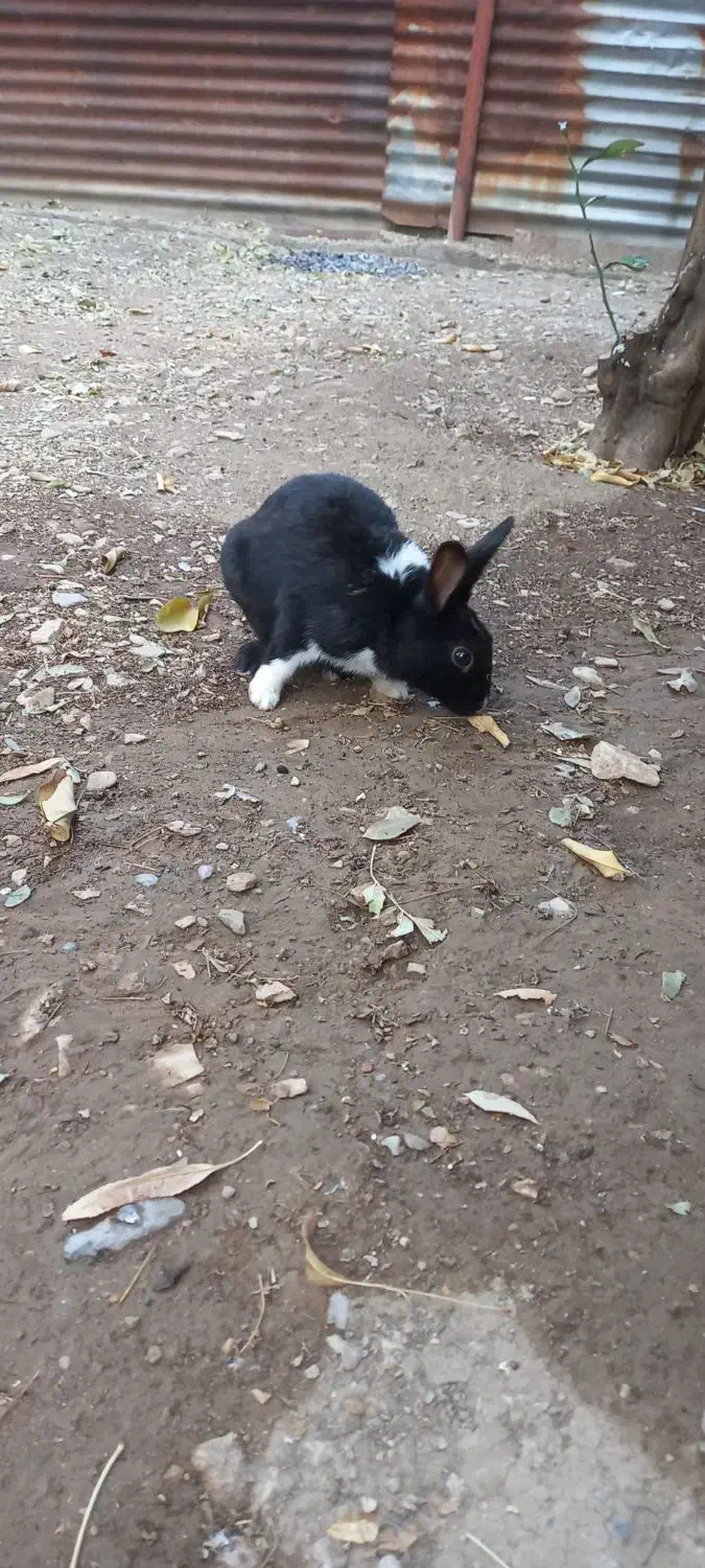 خرگوش زیبا و سالم|موش و خرگوش|آبدانان, |دیوار