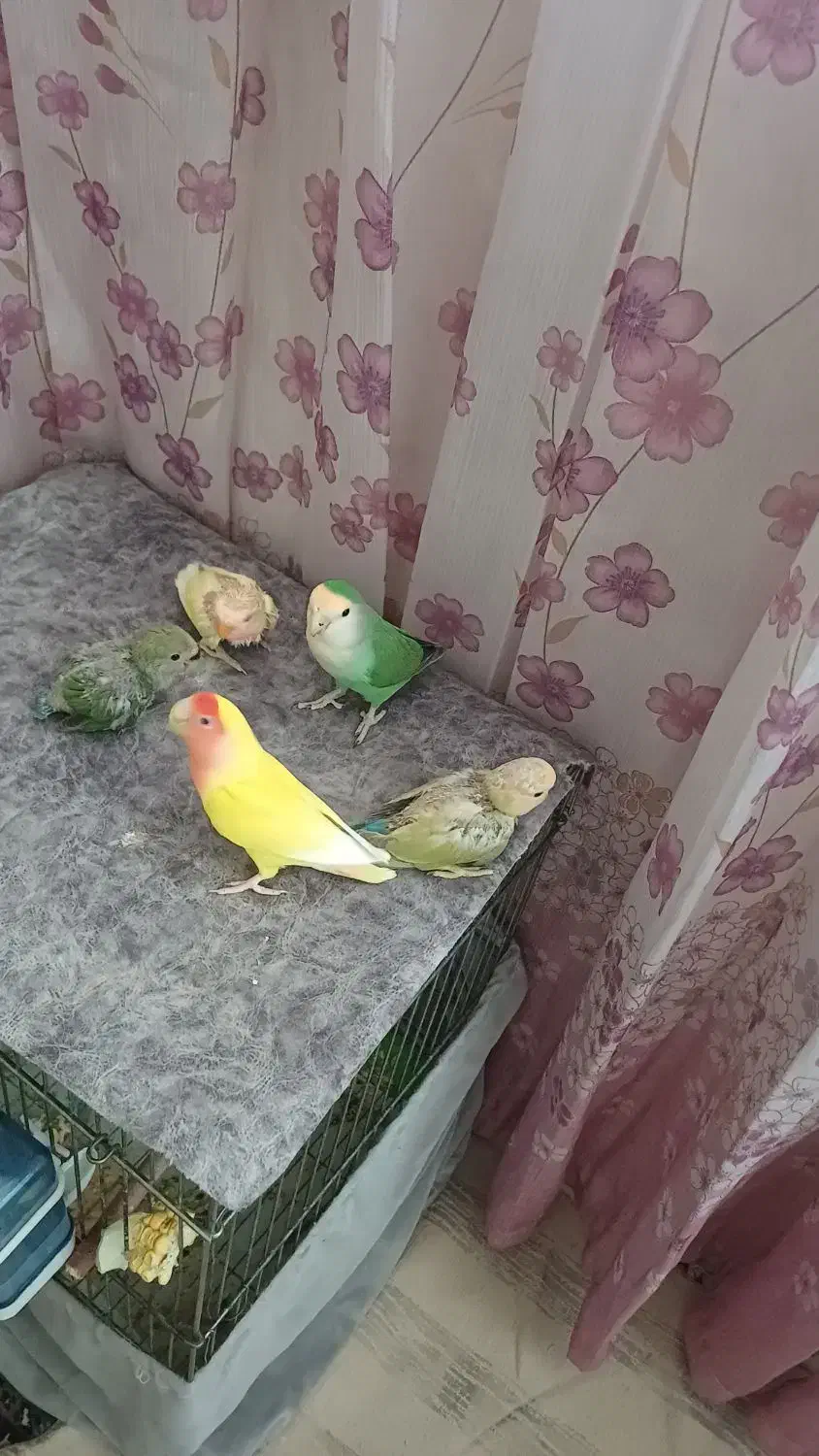 طوطی برزیلی خوشرنگ وزیبا|پرنده|تهران, افسریه شمالی|دیوار